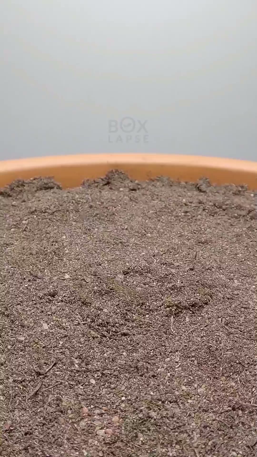 From seed to cucumber: 81 days in 34 seconds