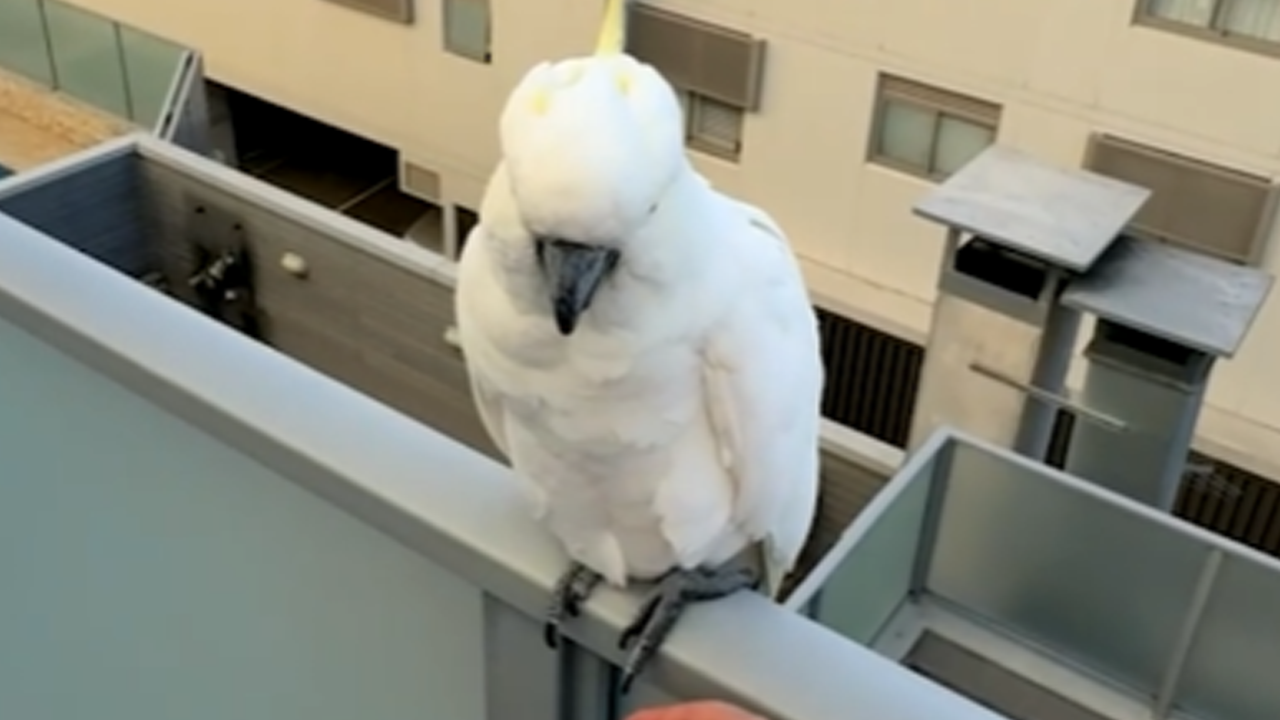 Man fist bumps a balcony full of cockatoos