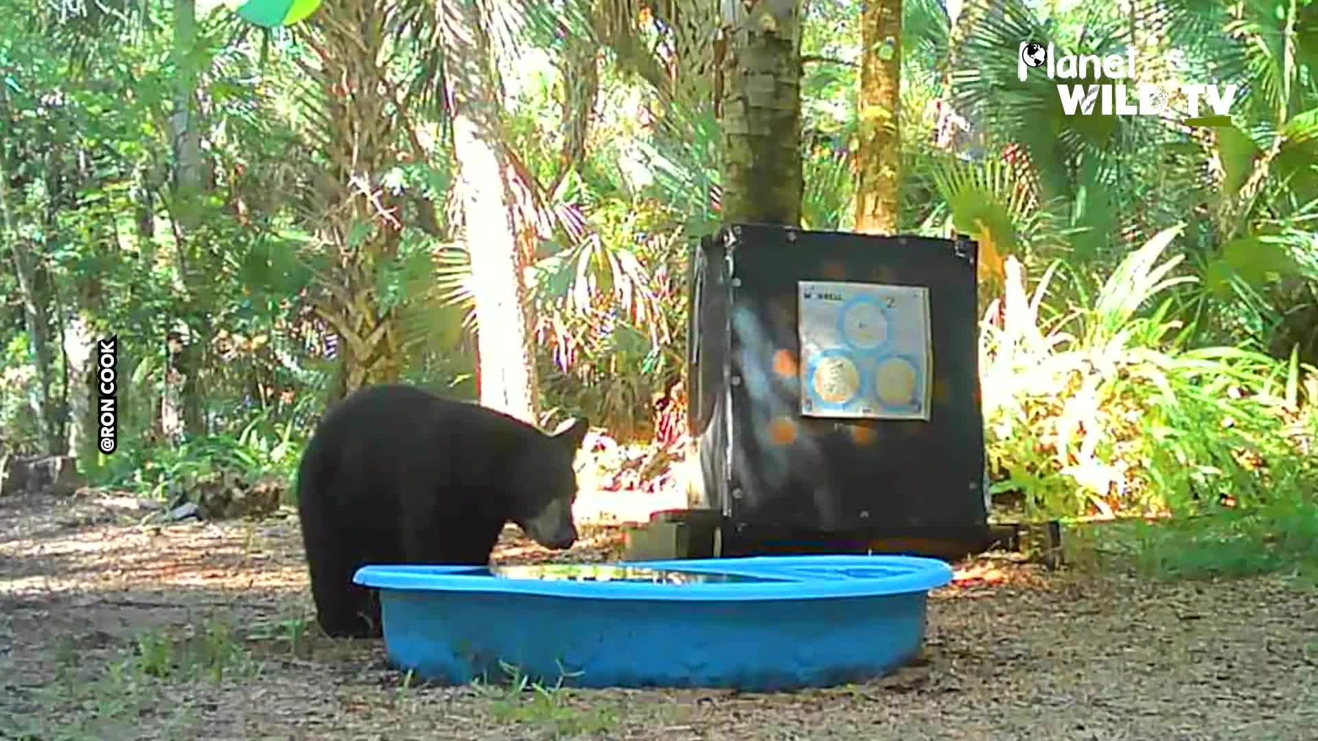 Camera catches bear cub's unexpected Florida backyard pool adventure