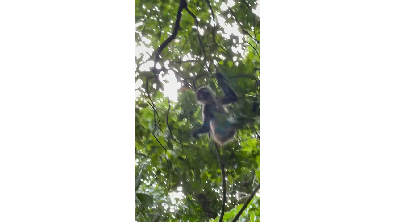 Wild monkey swinging through dense green forest canopy