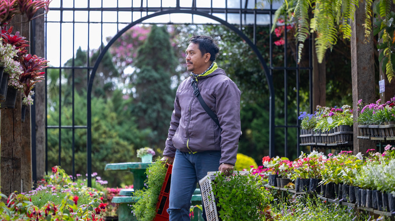 The aromatic herb that'll not only grow tall but fill your yard with ...