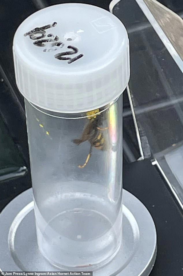Fears Asian hornets are spreading across England after nest was found ...