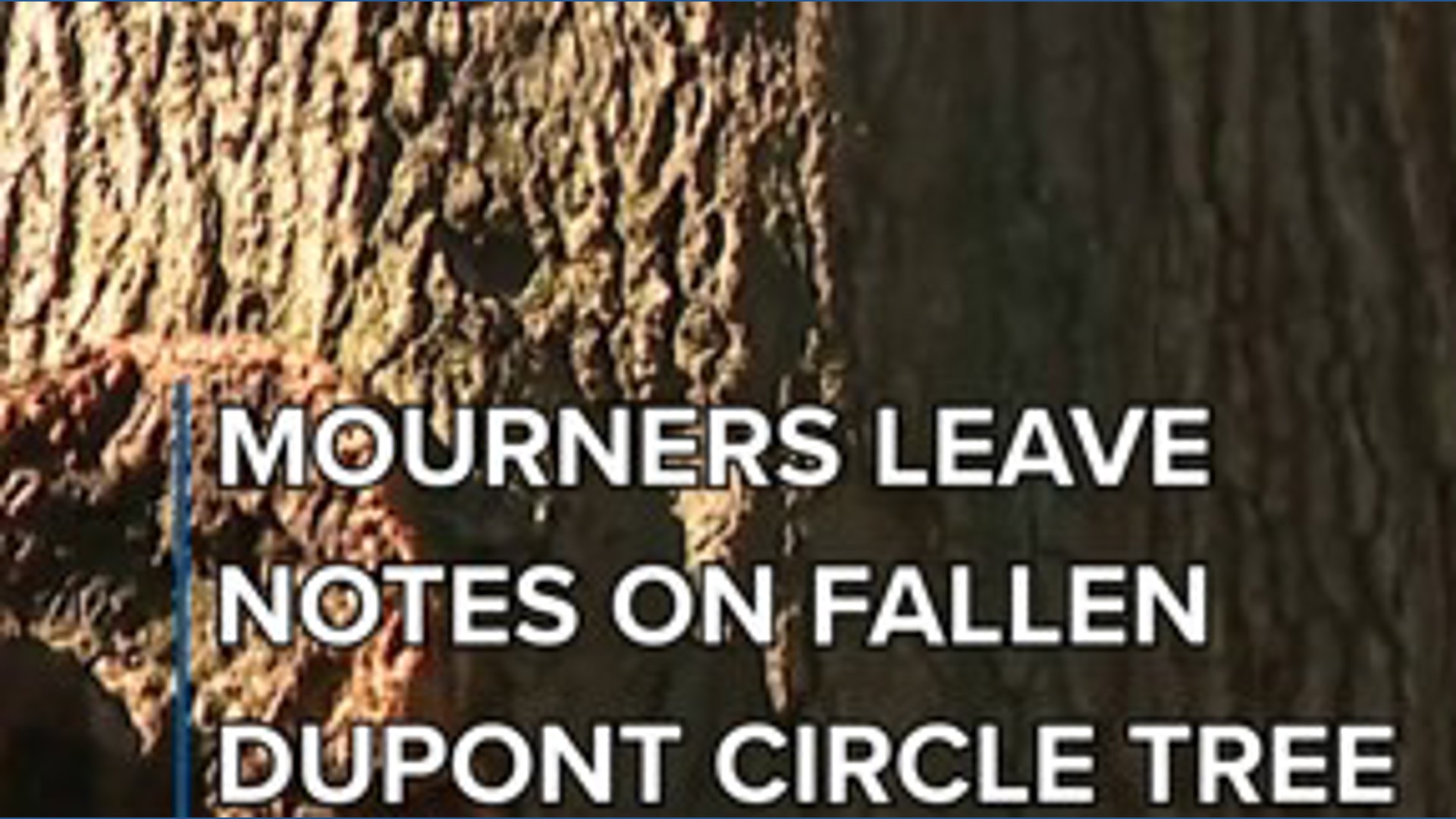 DC mourns Dupont Circle tree that fell during thunderstorm