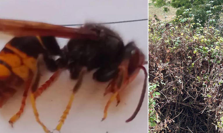 Fears Asian hornets are spreading across England after nest was found ...