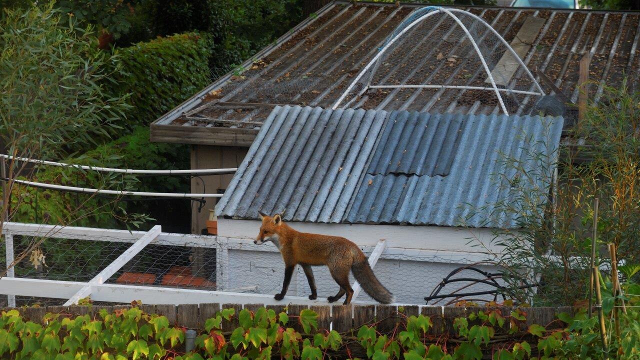 Bird flu's spread to foxes prompts calls for 'major rethink' on how city dwellers deal with pest