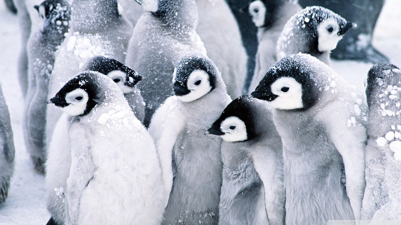 We've already lost around 130 bird species - now more than 1,200 ...