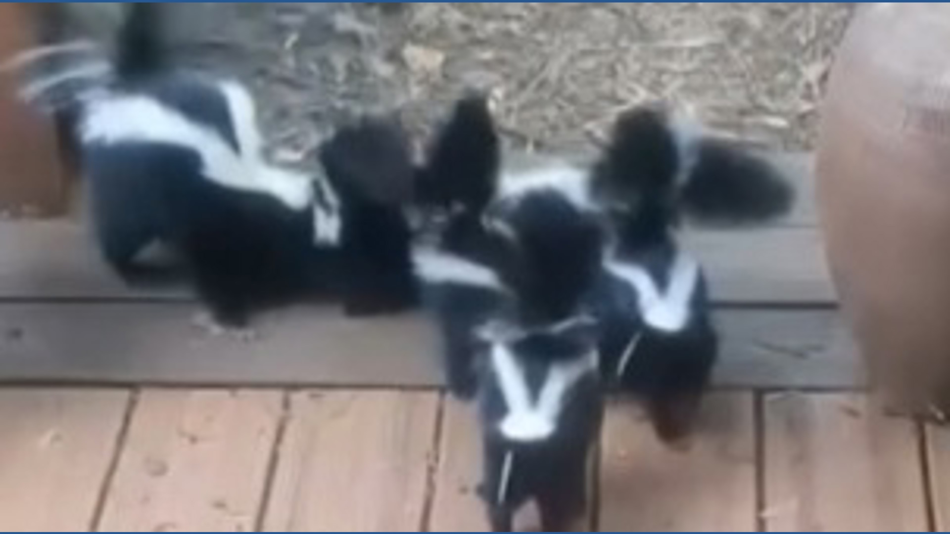 One Portland neighborhood is seeing a surge in skunks