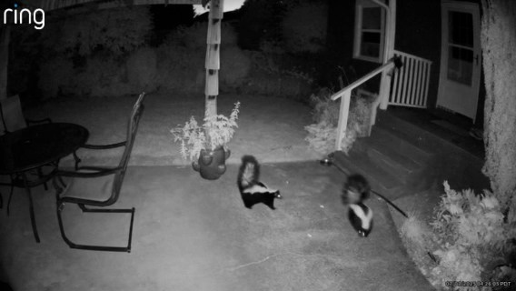 ‘They're out in abundance': Skunks are ‘tormenting' neighbors in Sellwood area
