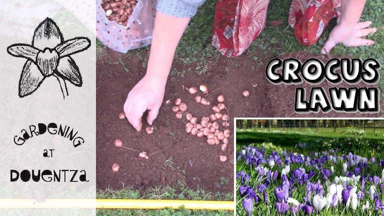 How to grow a beautiful crocus lawn at home
