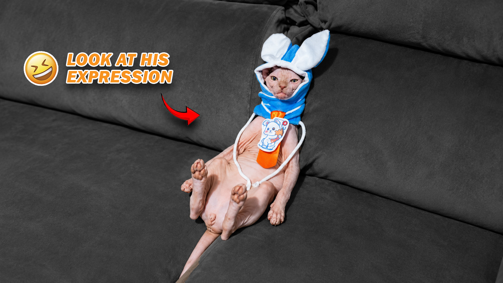 Random animal moments that turned funny