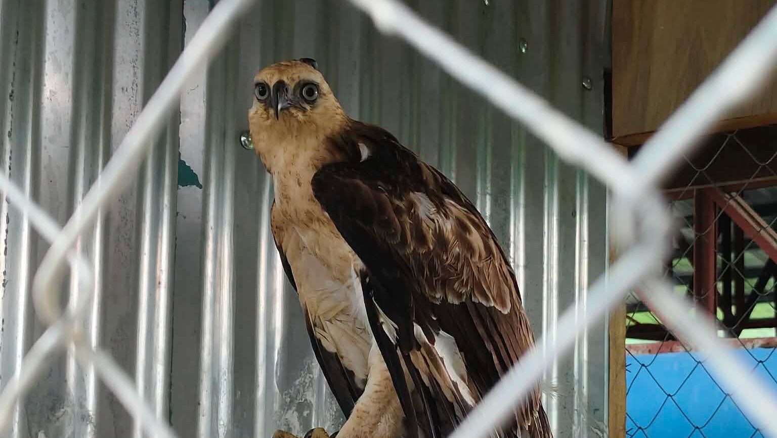 Rescued endangered hawk-eagle eaglet turned over to DENR in Zambo Norte