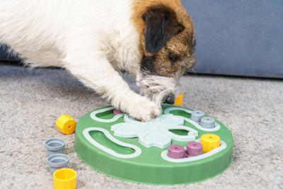 犬が『暇すぎる』と思っているときにする行動6選 暇だと感じる要因や退屈させないコツまで