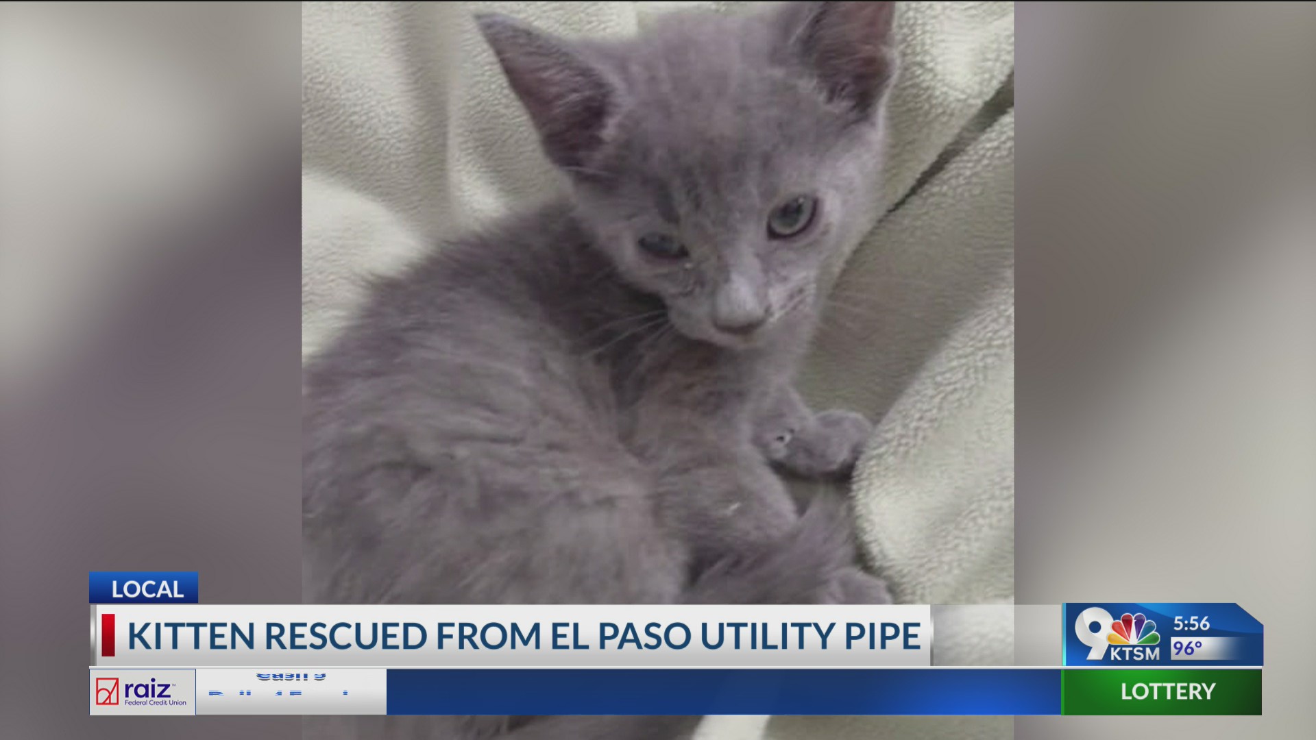 Animal services officer rescues kitten from pipe