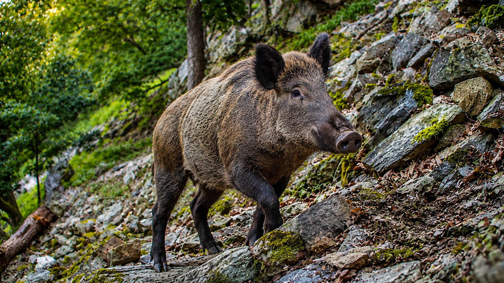 Une caméra piège capture un sanglier grimpant une pente rocheuse raide ...