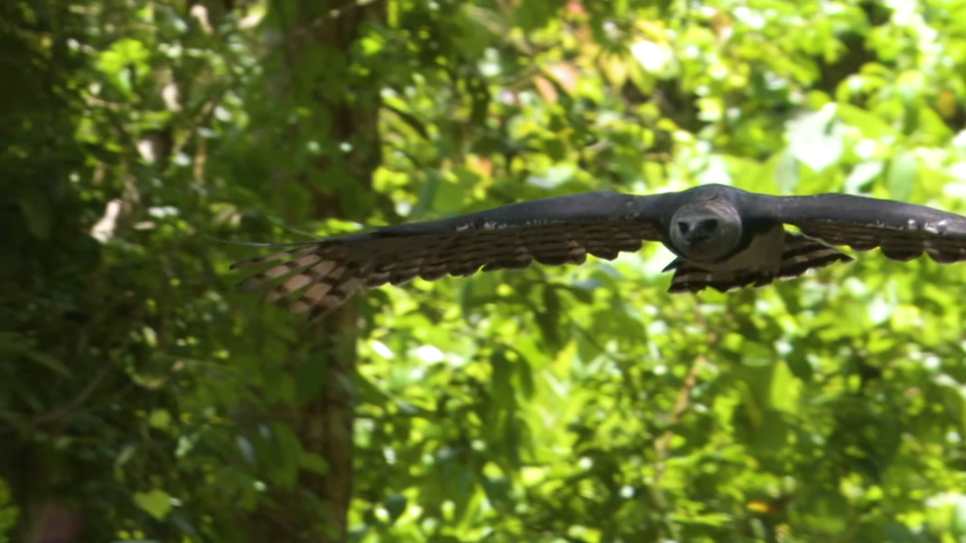 This eagle can rip a monkey straight from the trees