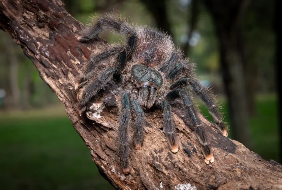 Las arañas más grandes del mundo: estas especies alcanzan tamaños que ...