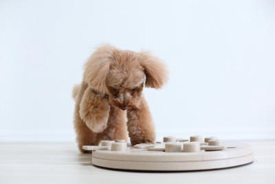 犬が『暇すぎる』と思っているときにする行動6選 暇だと感じる要因や退屈させないコツまで