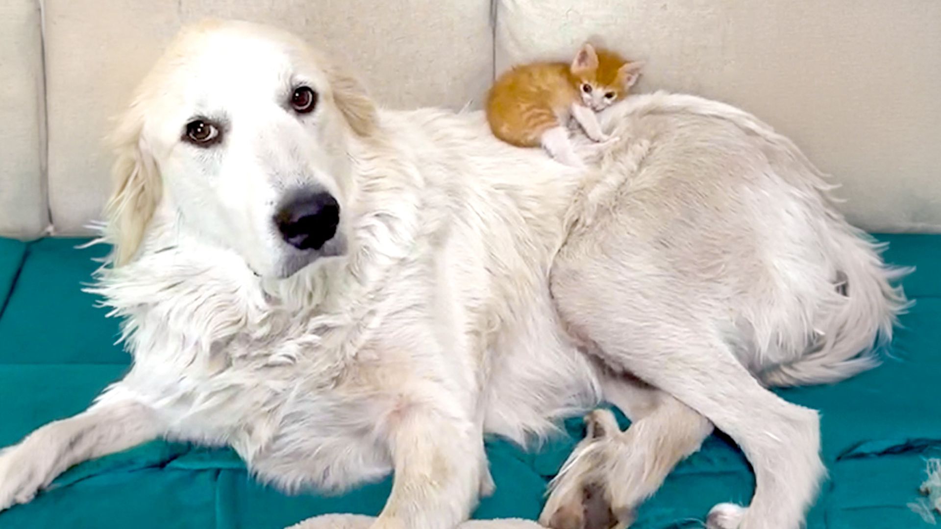 Runt of the litter kitten finds his confidence thanks to one giant friend