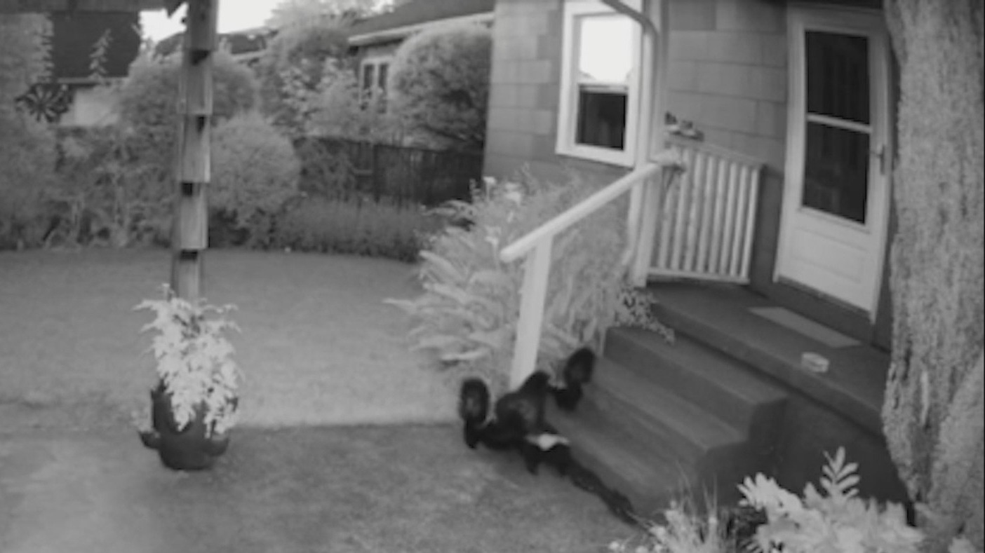 ‘They’re out in abundance’: Skunks are ‘tormenting’ neighbors in Sellwood area