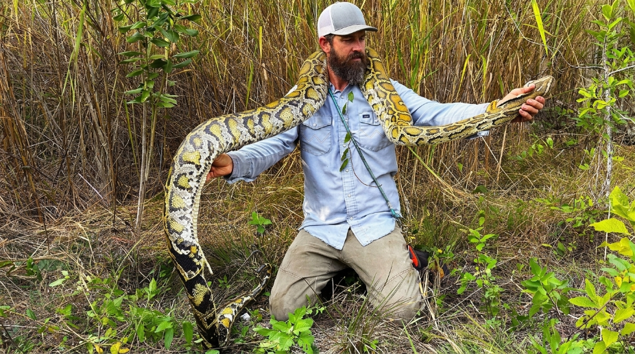 Python breeding season is starting, and this one fought back
