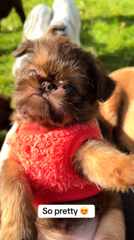 A puppy’s first day outside is pure chaos