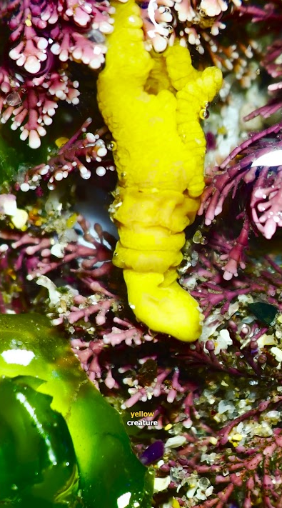 Six weird microscopic creatures found in ocean water