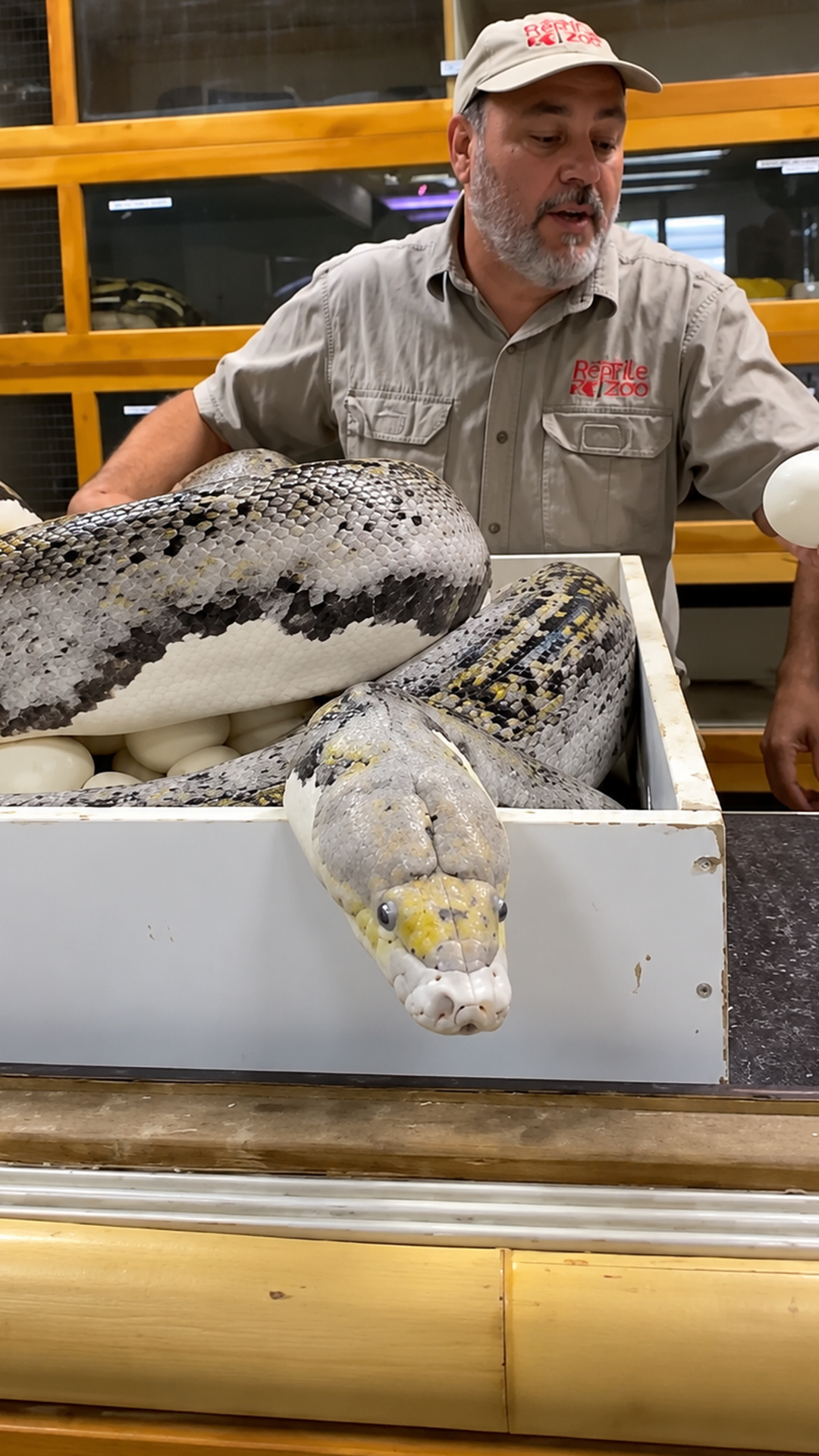 This protective python stays on high alert during egg collection