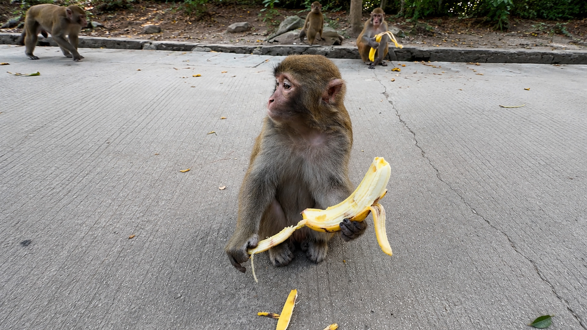 Hungry monkey enjoys a huge banana while the others watch