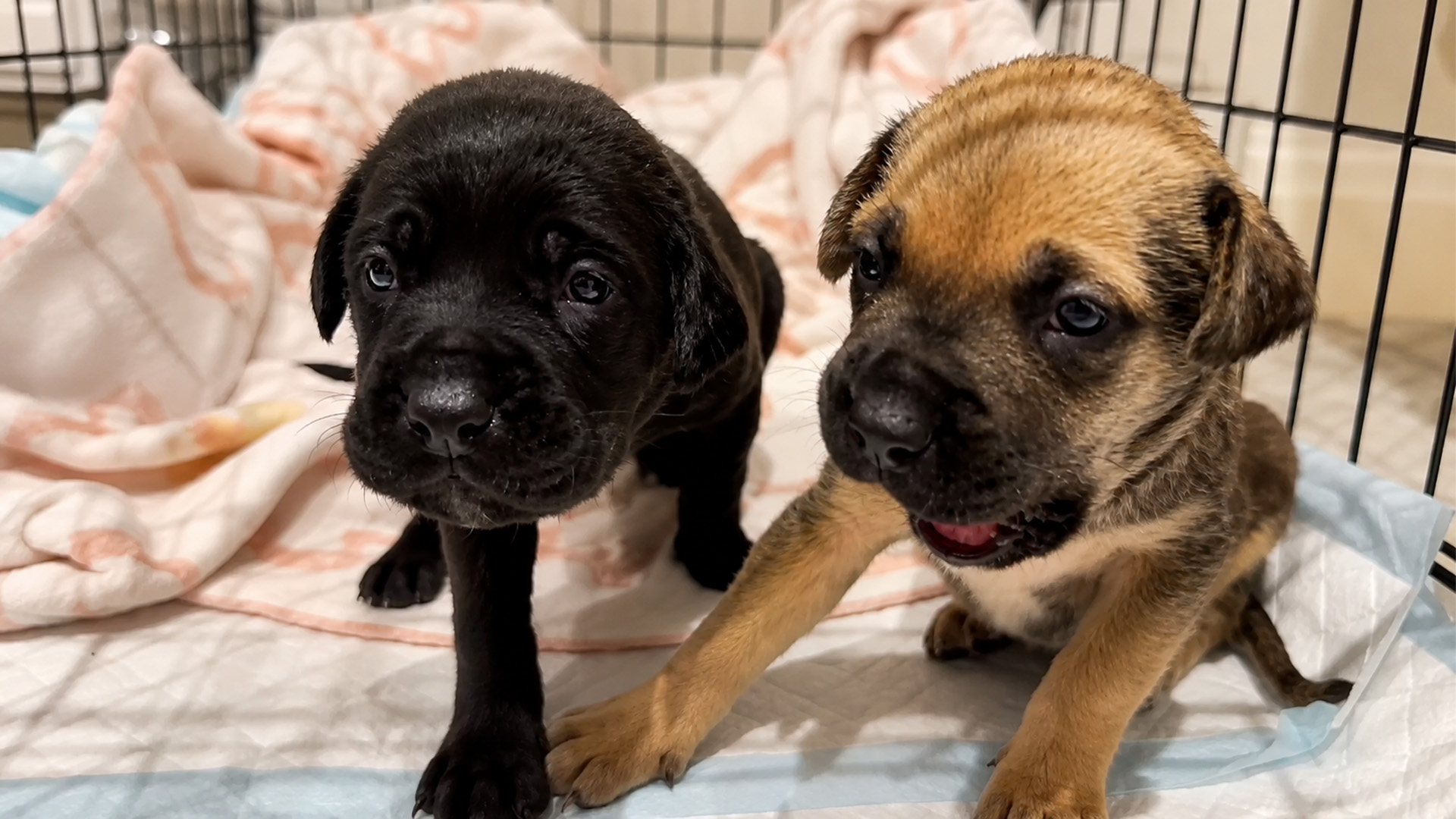 Can A Golden Retriever Help These Rescue Puppies 