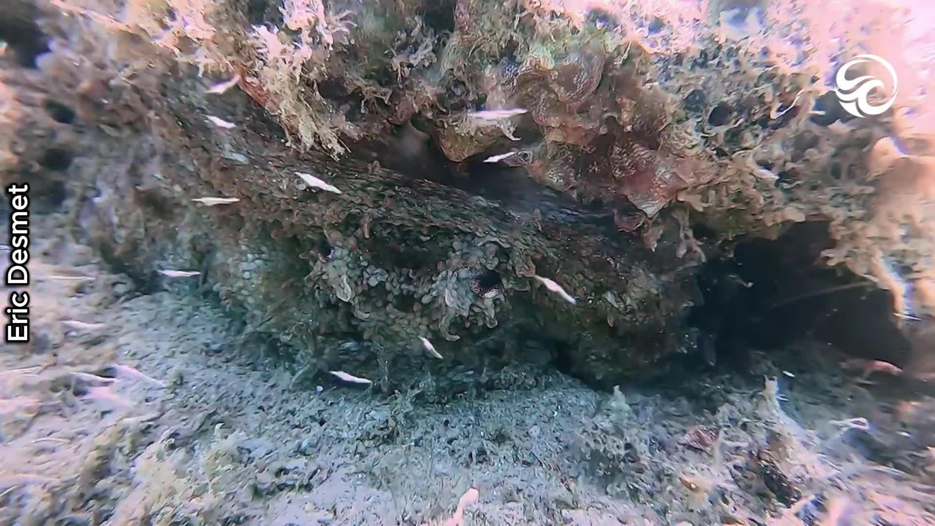 Camouflaged octopus caught on camera vanishing