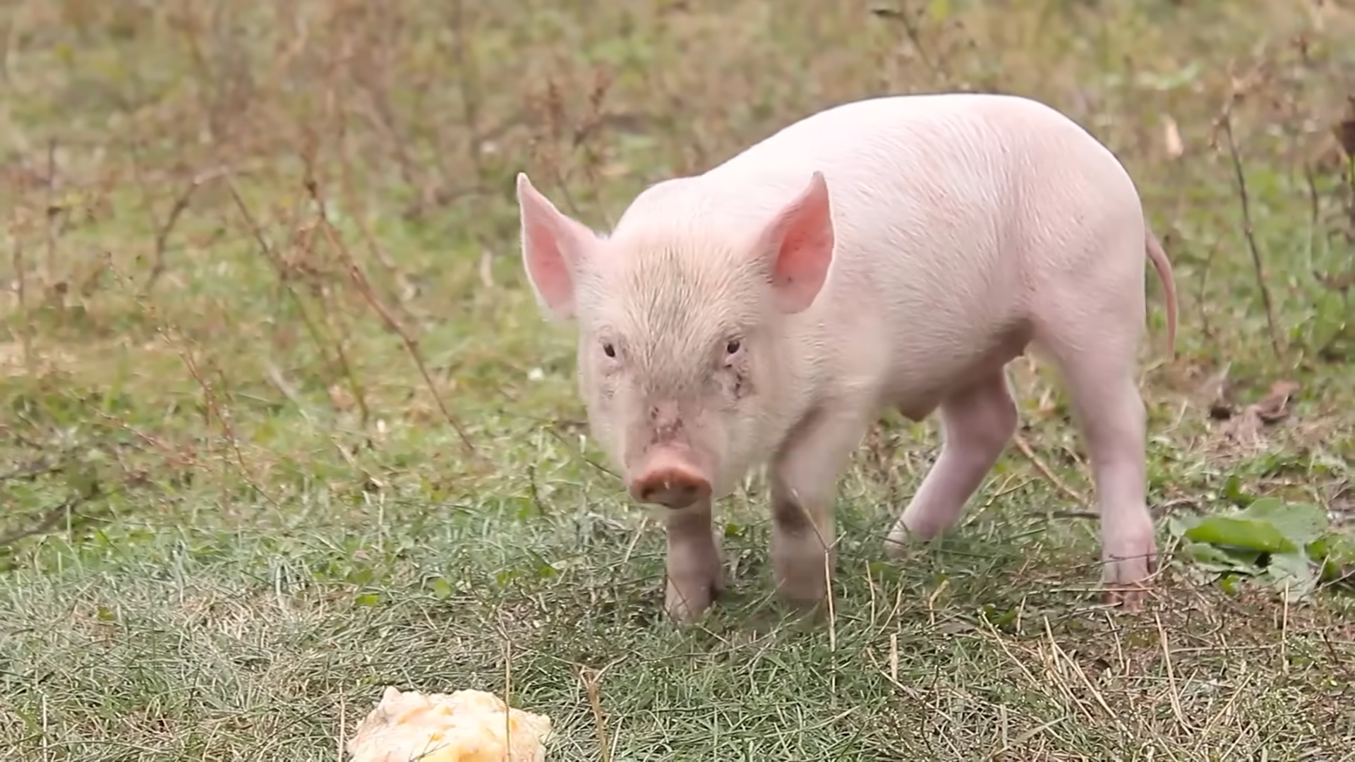 Humans ate pigs for thousands of years... then entire religions began ...