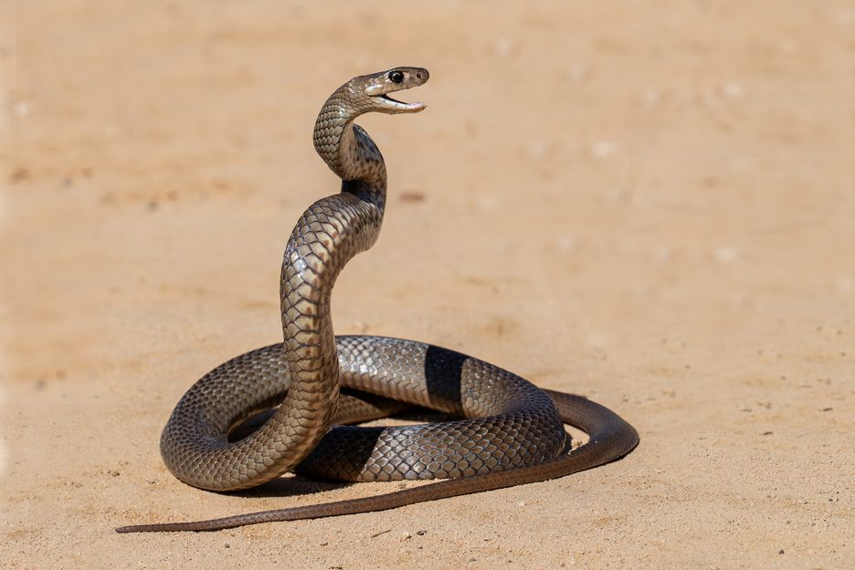 It is estimated that just one bite contains enough venom to kill at ...