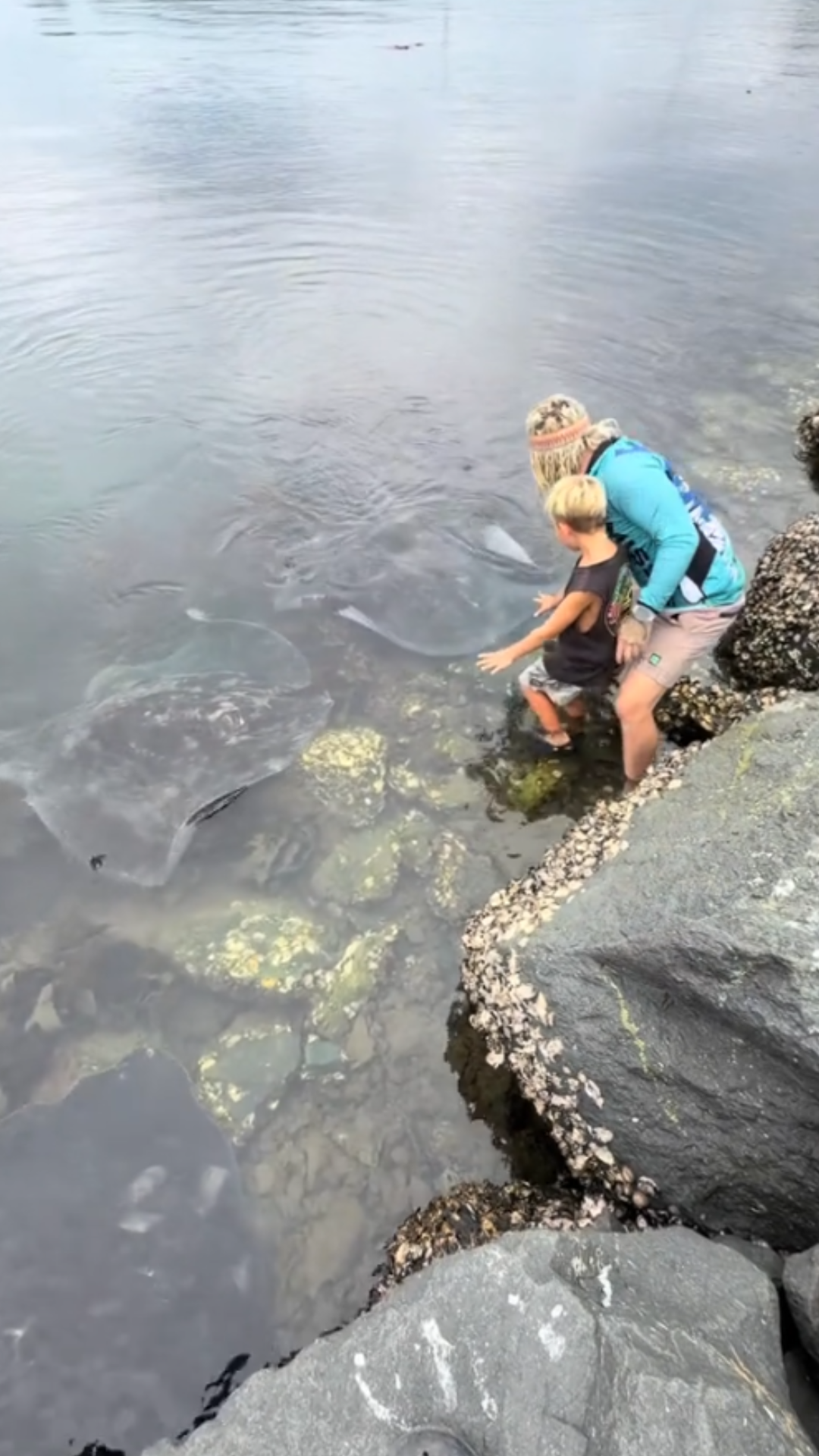 Meeting Australia's gentle giant stingrays up close