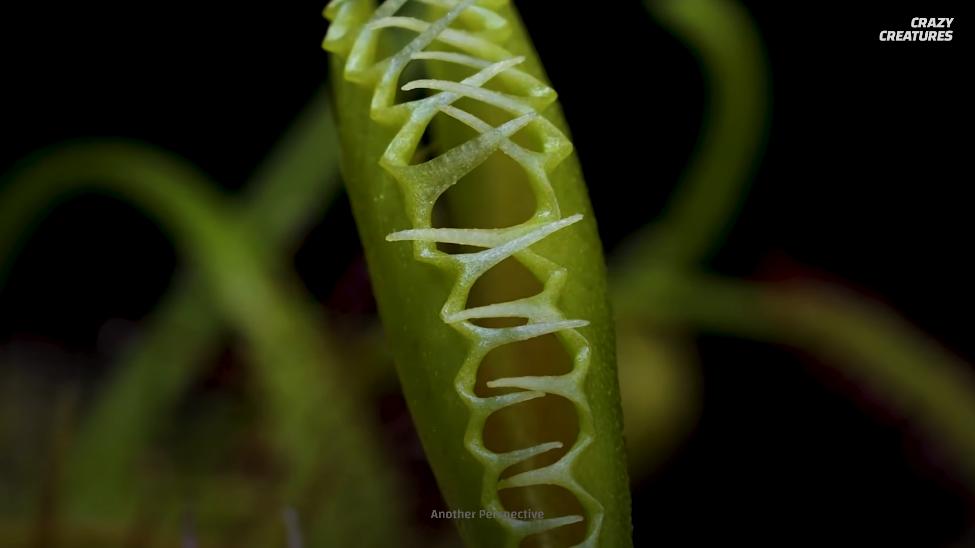 This plant snaps shut in under a second - then digests its prey for days