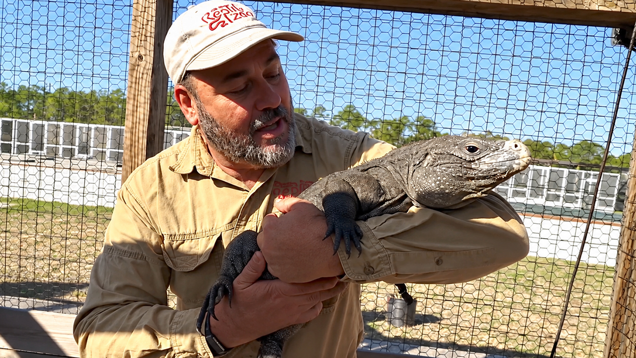 Rare iguana species and reptile morphs explained through unique collection