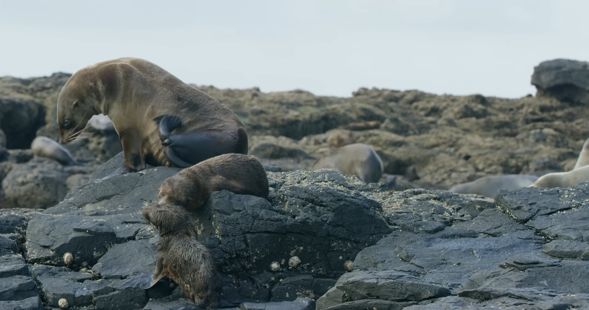 Watch what happens when predator and prey collide beneath the waves