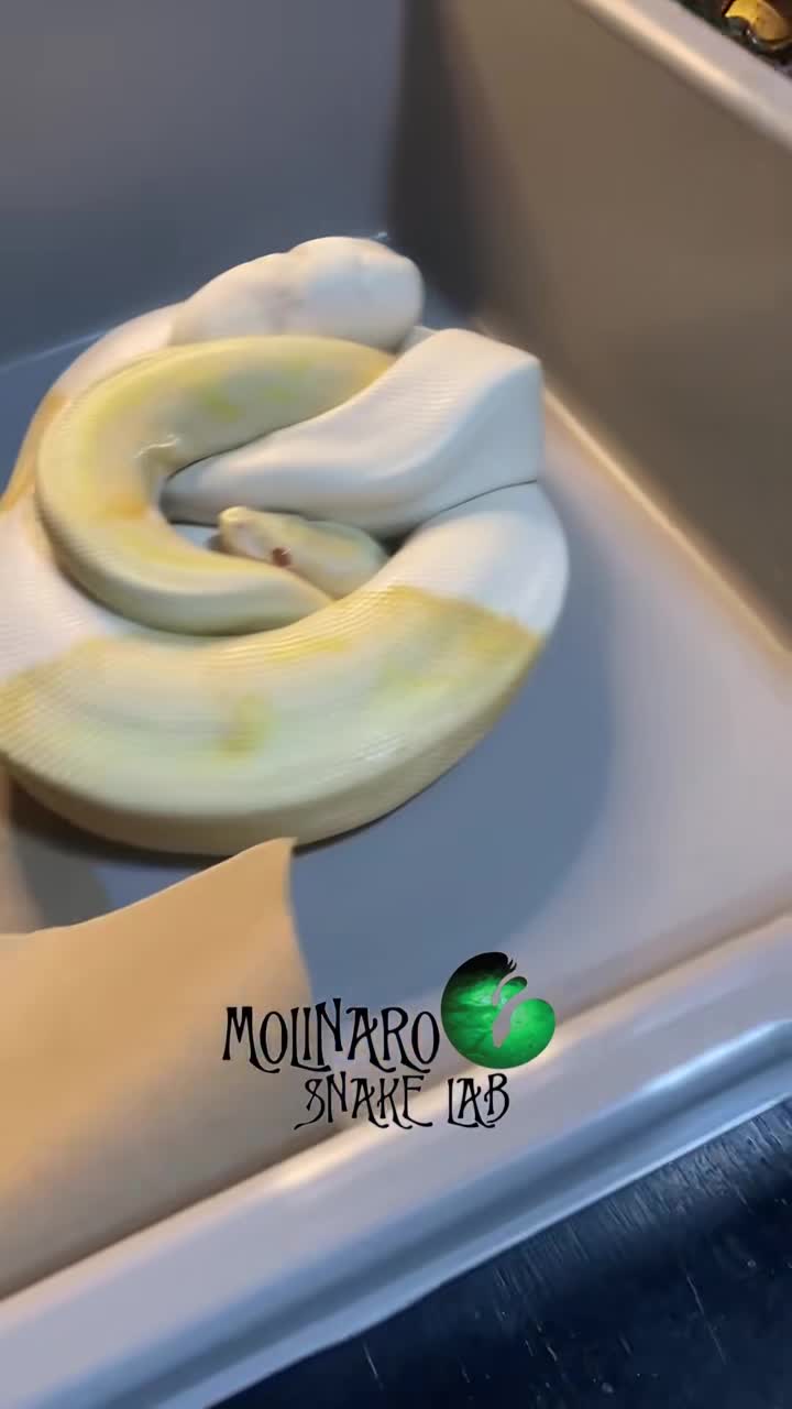 Ball python eggs from incubation to hatching