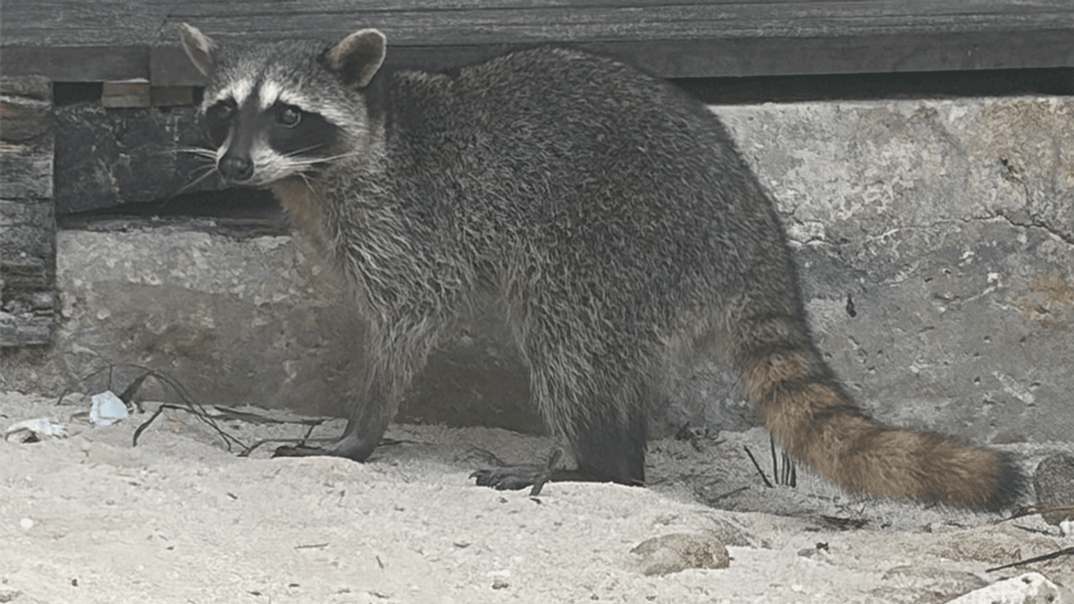 Pygmy raccoons spotted making paper footballs in adorable footage – but it reveals much bigger problems for this critically endangered species