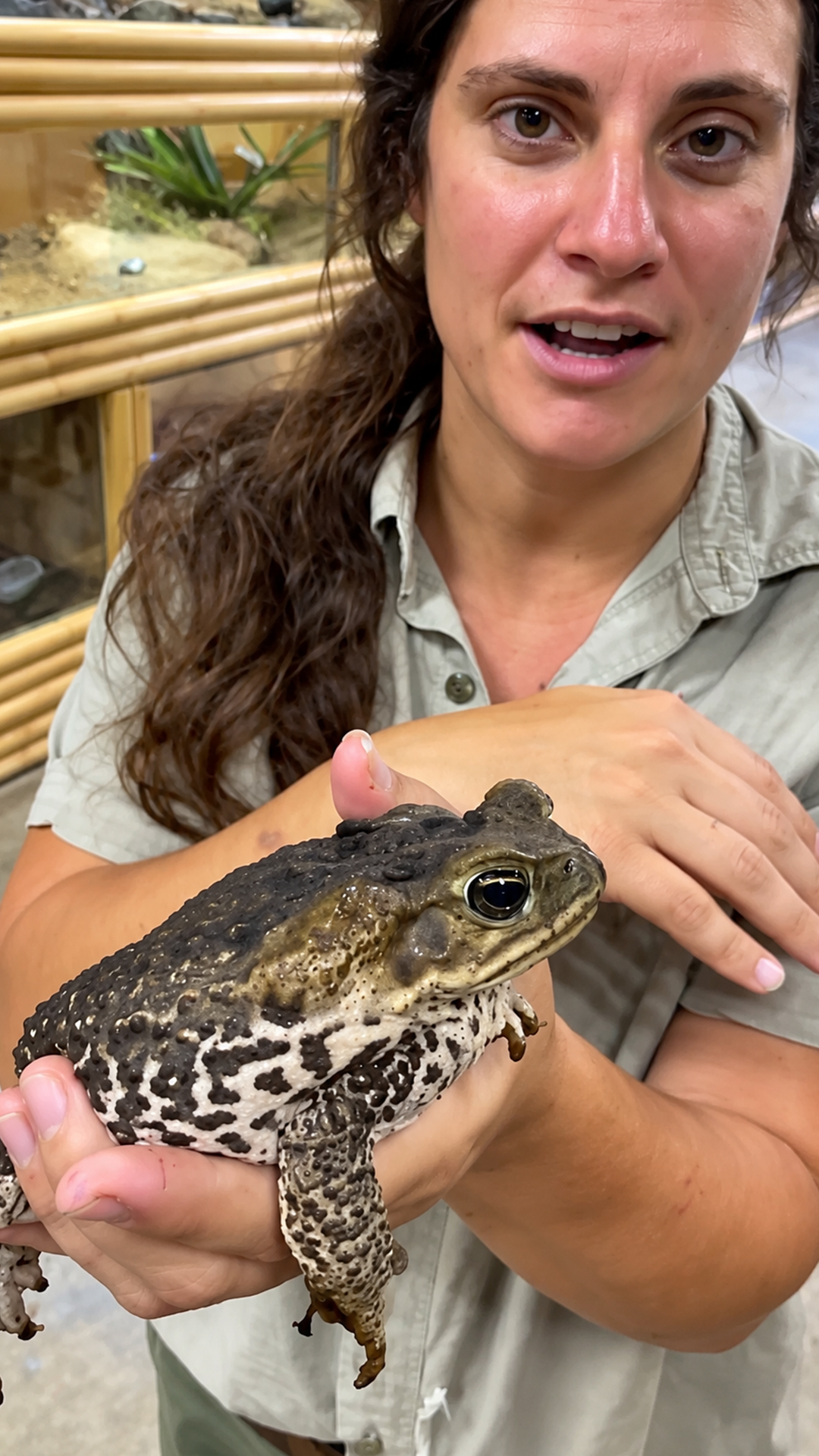 Harmless looking toad hides a surprisingly powerful natural defense