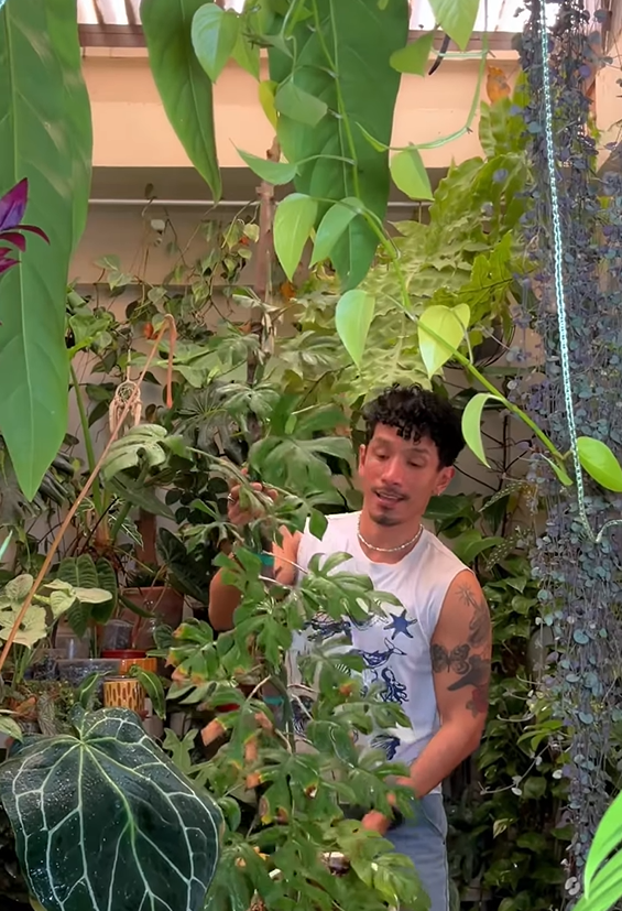 8 plantas de sombra perfectas para tener dentro de casa