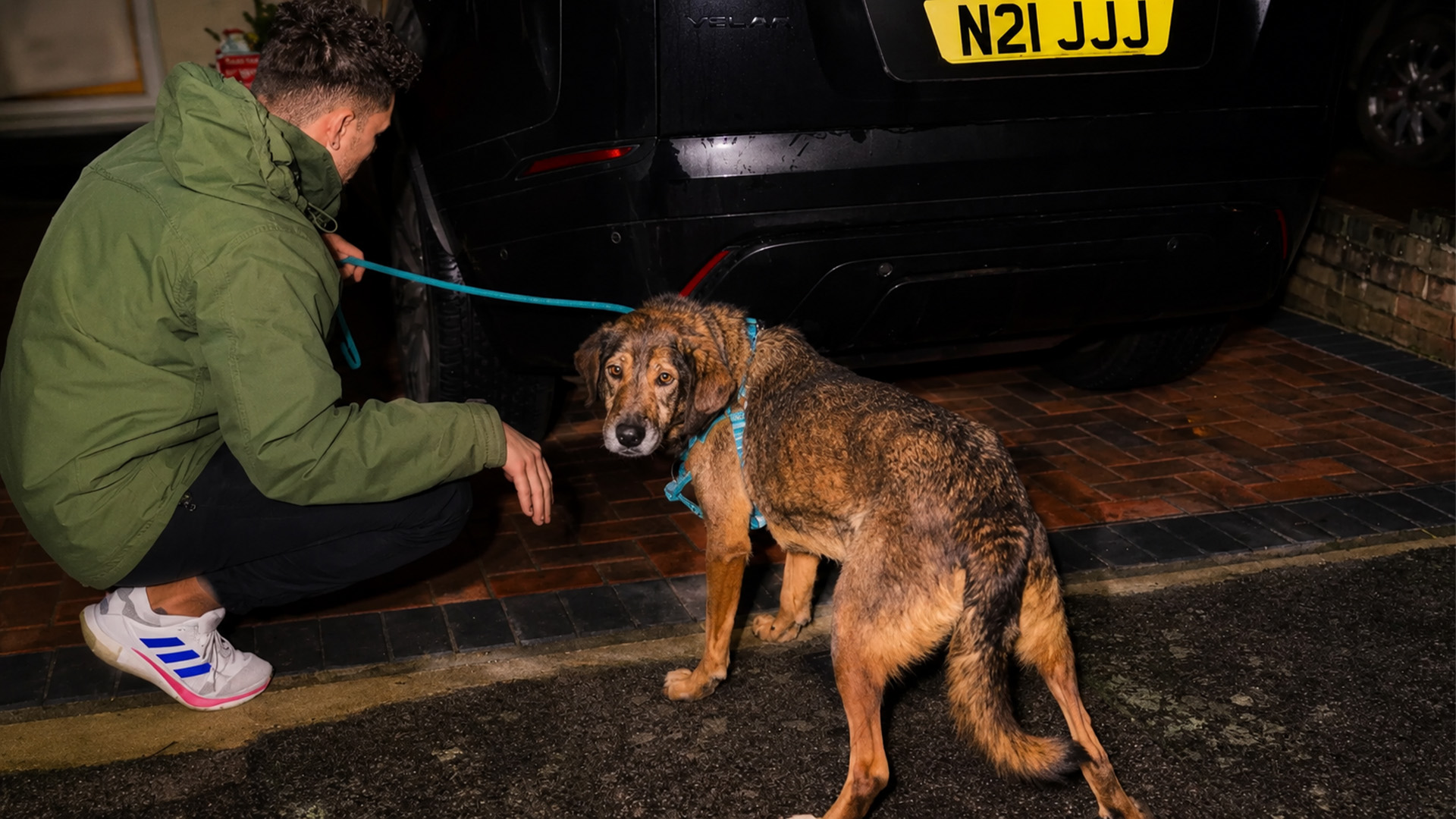 Golden Retriever Meets A Terrified Rescue Dog