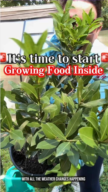 Indoor gardening tips for a more sustainable lifestyle