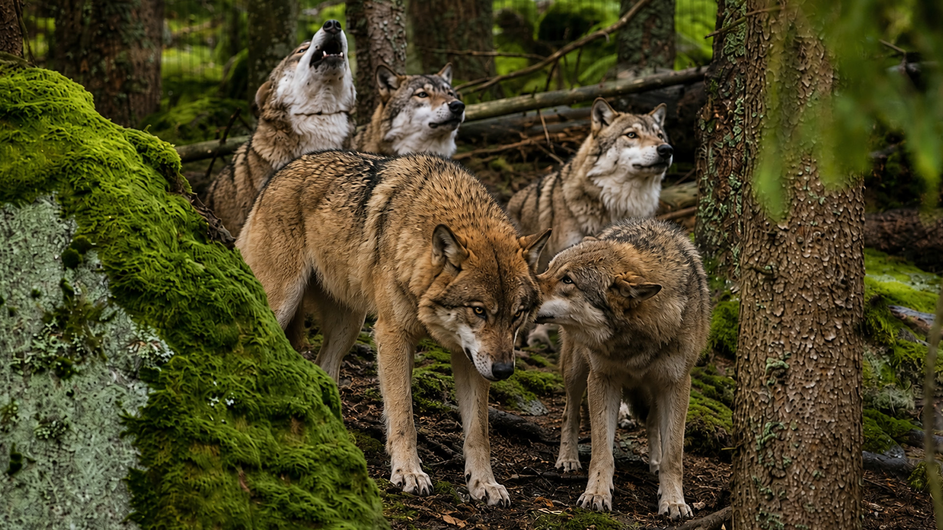 Hidden camera captures a wolf pack gathering deep in the forest