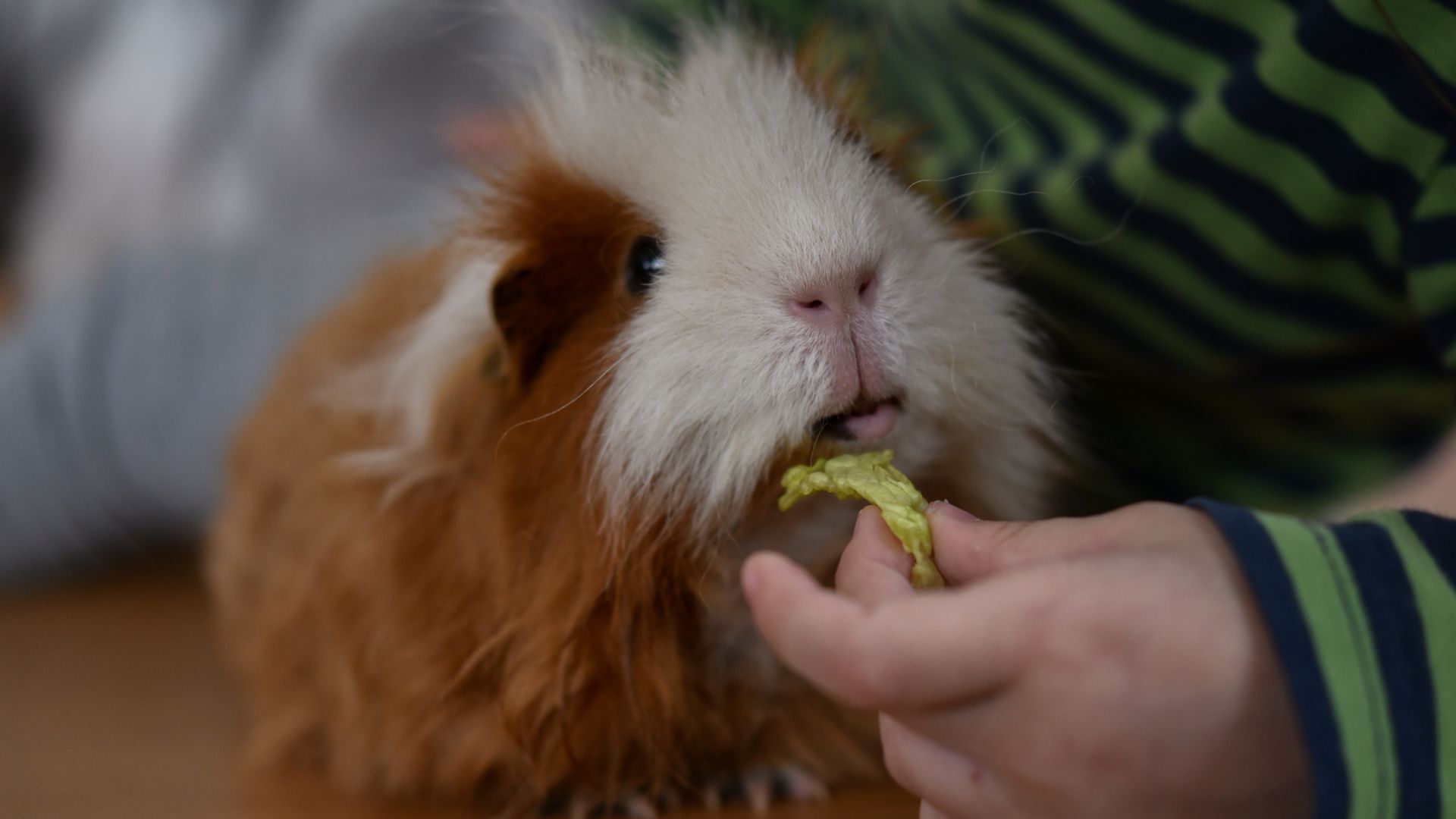 32 reasons to avoid using punishment with your pet