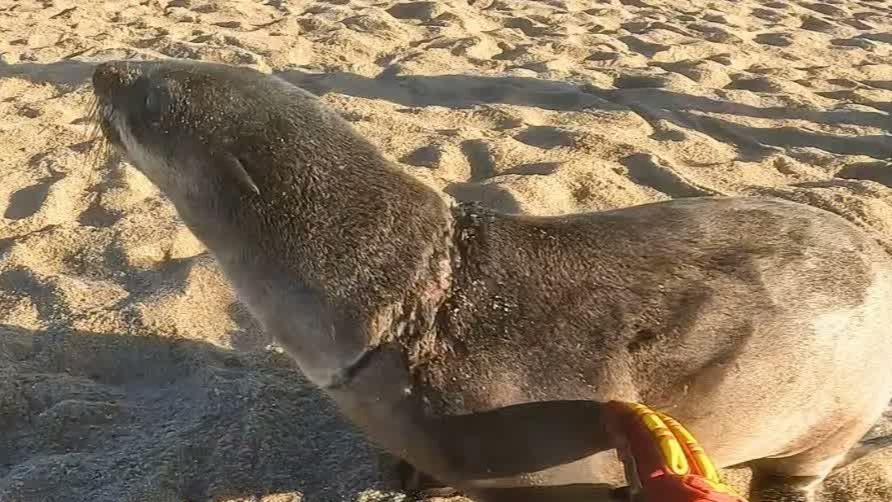 Something had cut so deep into this baby that the wound was already ...
