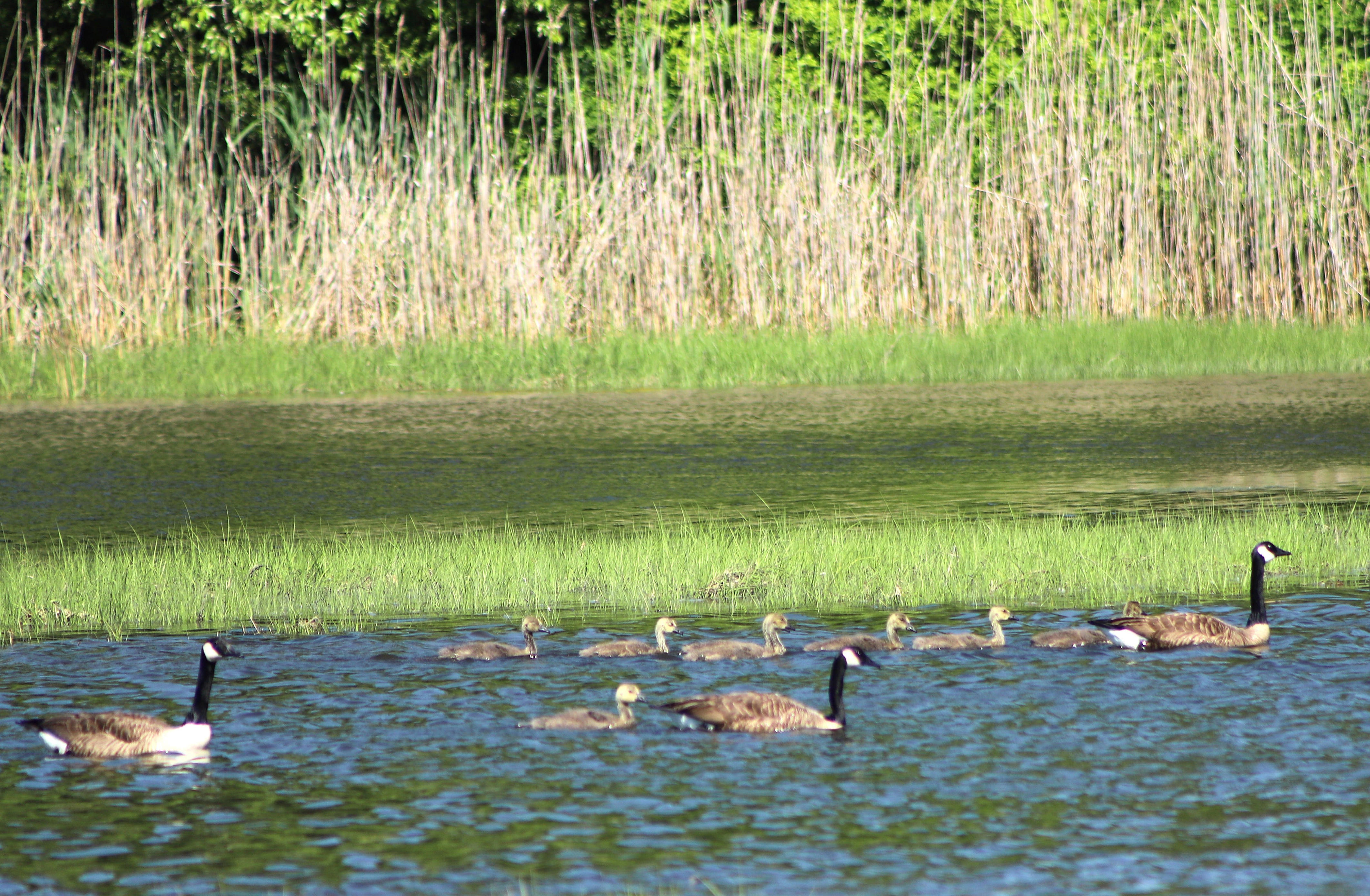 Bird migration to see big jump. 'Lights out' urged for Wednesday night