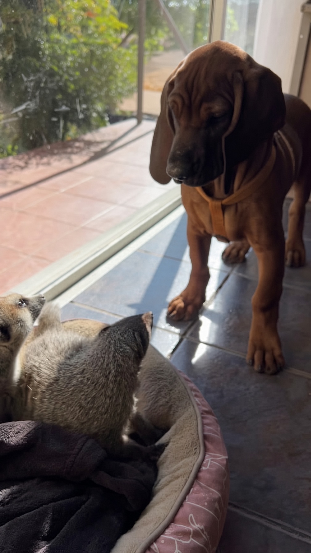 Another Round of Funny Animal Behaviour