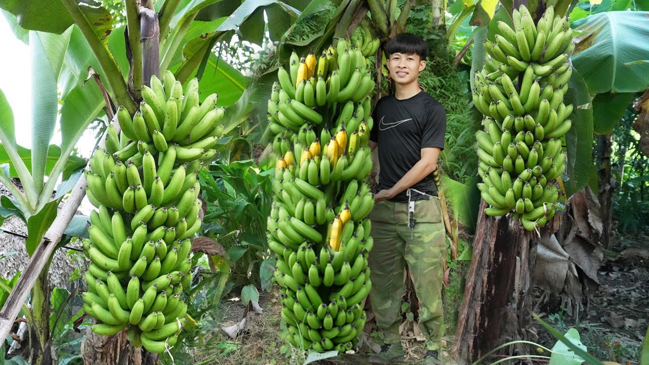 Growing bananas in the wild