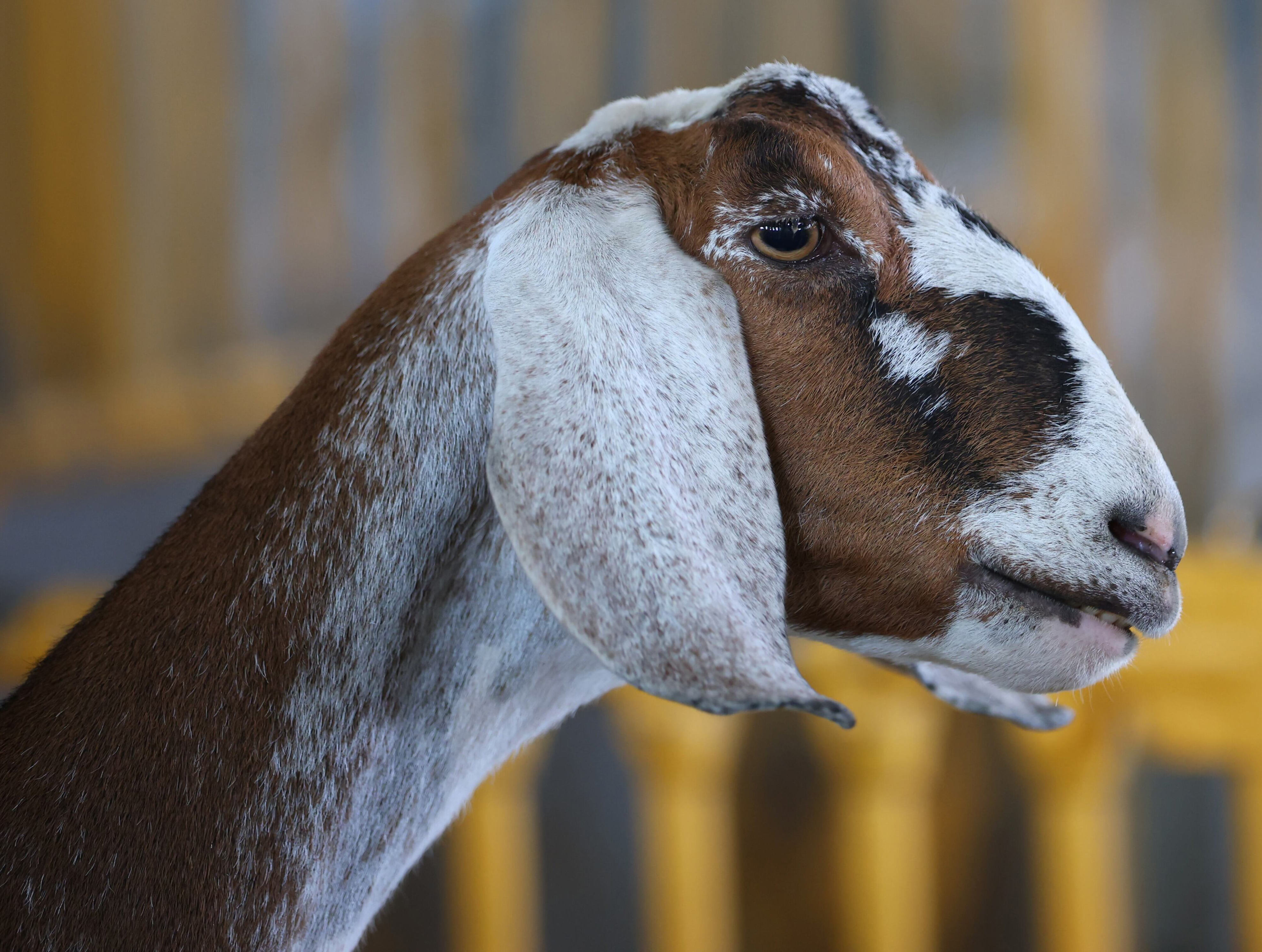 More than 960,000 people visit the 2026 NYS Fair, most since before COVID pandemic