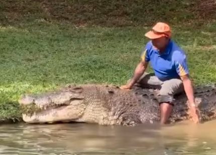 Wildlife park worker killed by crocodile in front of visitors